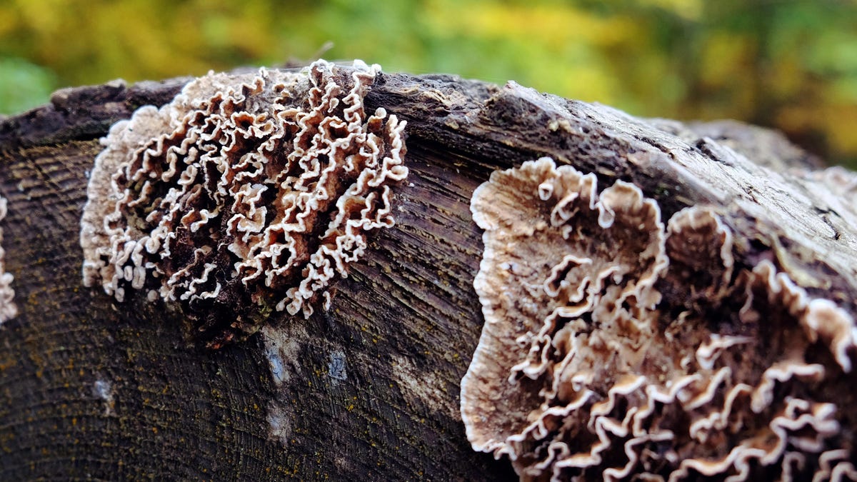 World's First Case of Human Infection by Rose-Killing Fungus Reported