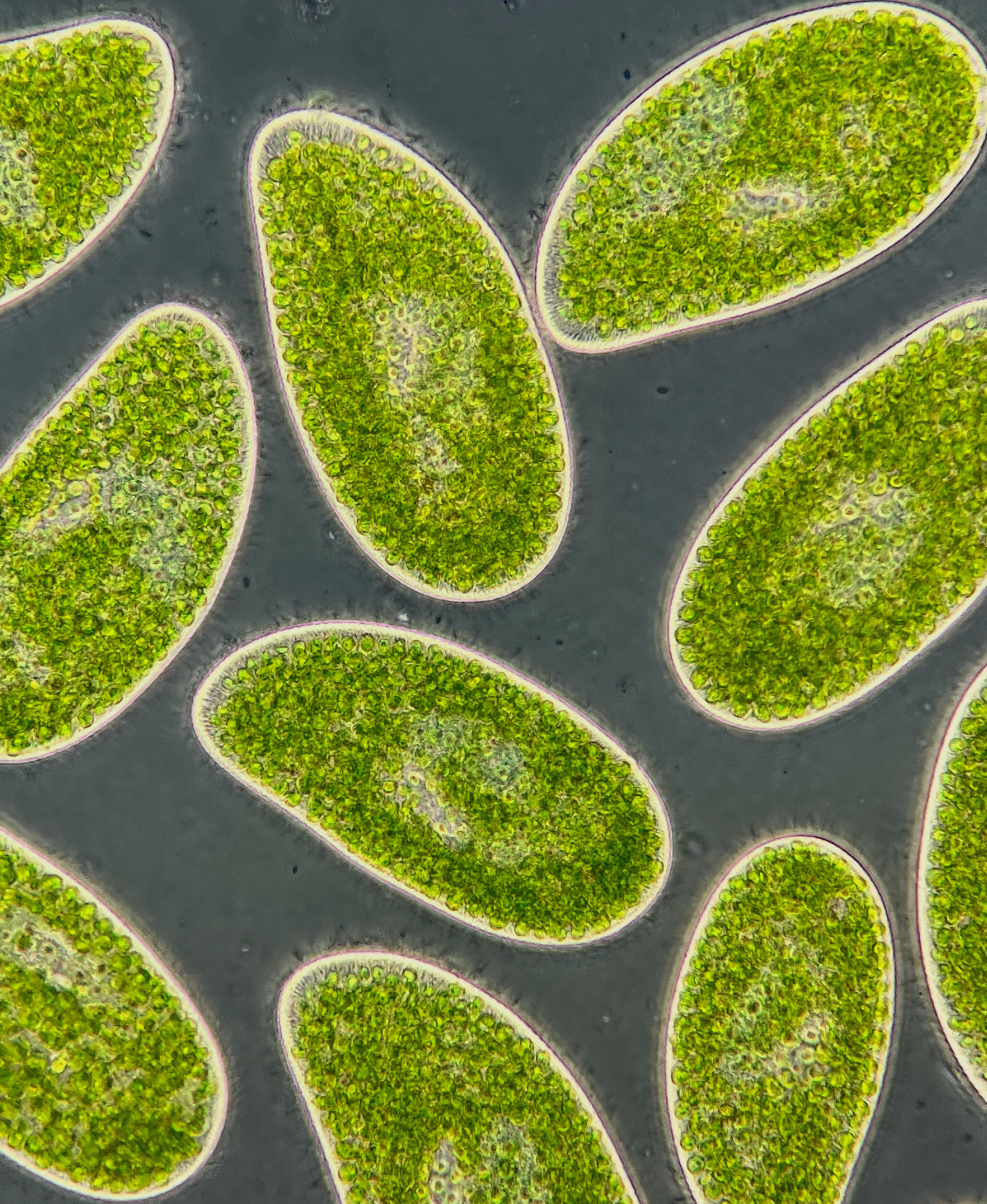 Climate change could transform ocean plankton into carbon emitters.