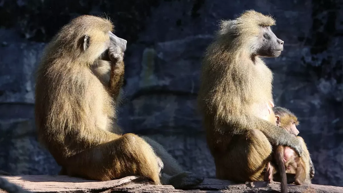 German zoo faces backlash after culling 12 healthy baboons over space issues