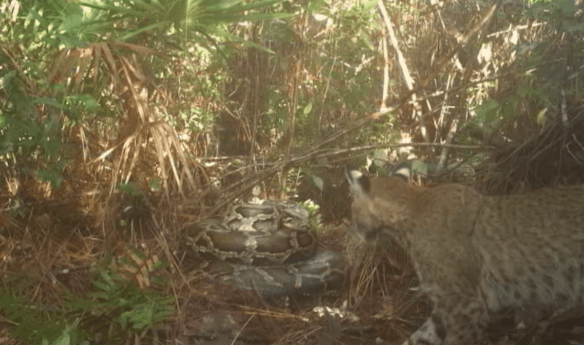 Bobcat's Brave Encounters: From Python Nests to Alligator Stalks and 4-Story Falls
