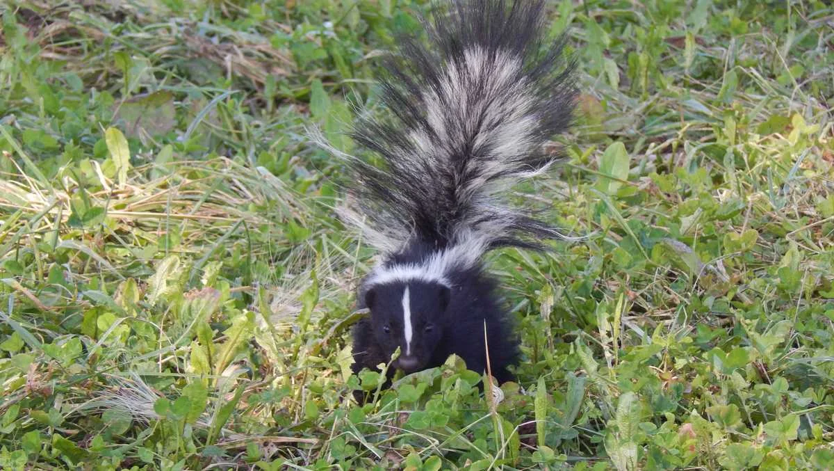 Rabid skunk exposure confirmed in Greenville County, South Carolina