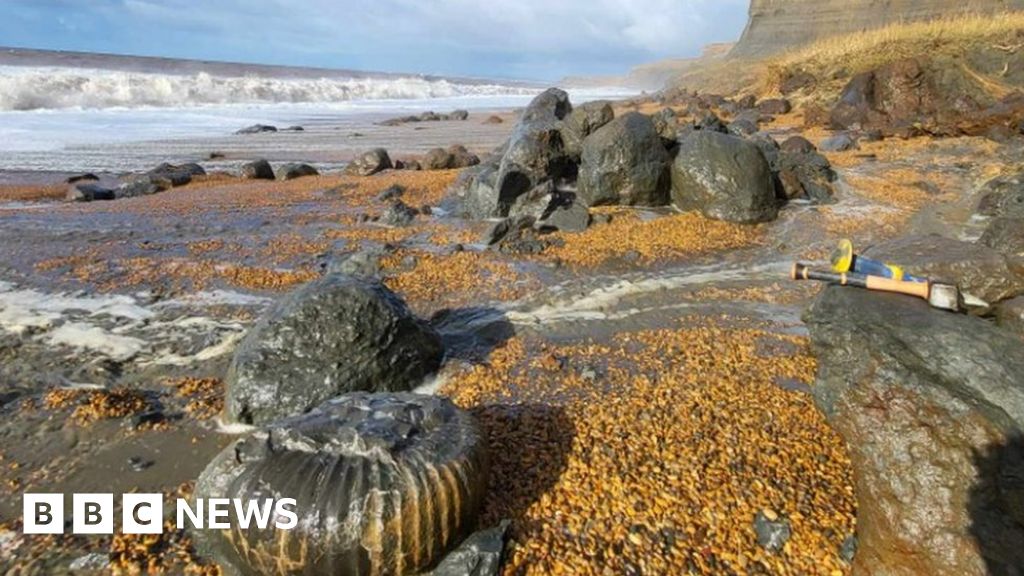 Featured image for Giant Fossil Ammonite Unearthed on Isle of Wight