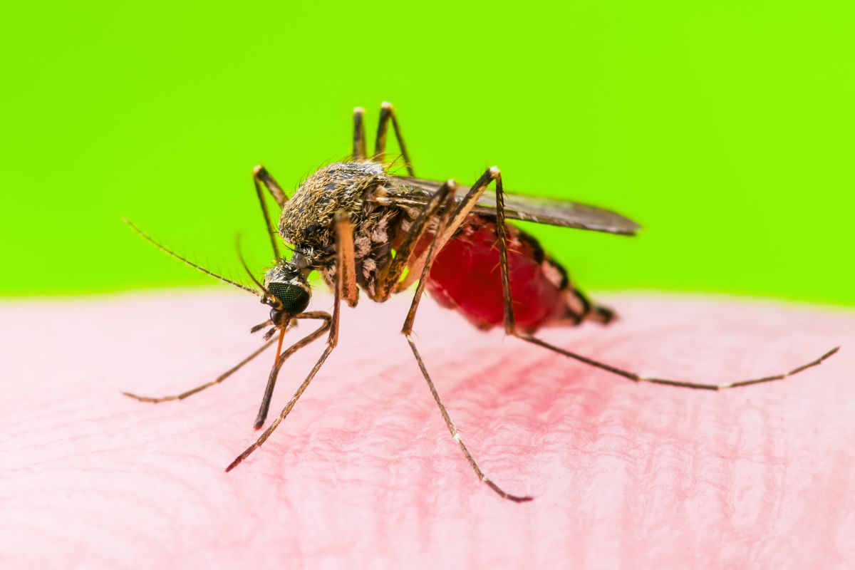 Portland's Mosquito Infestation Linked to Lack of County Spraying and Warm Spring Season.