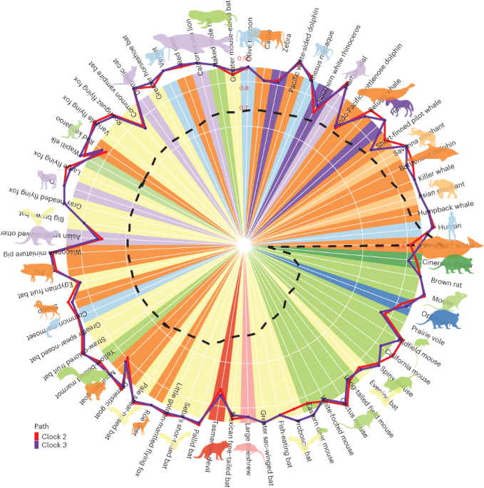 Unveiling the Timeless Aging Effects Across Mammals: Methylation Clocks
