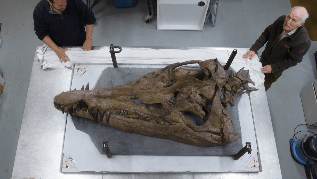Featured image for "Rare 150-Million-Year-Old Sea Monster Skull Unearthed on UK's Jurassic Coast"
