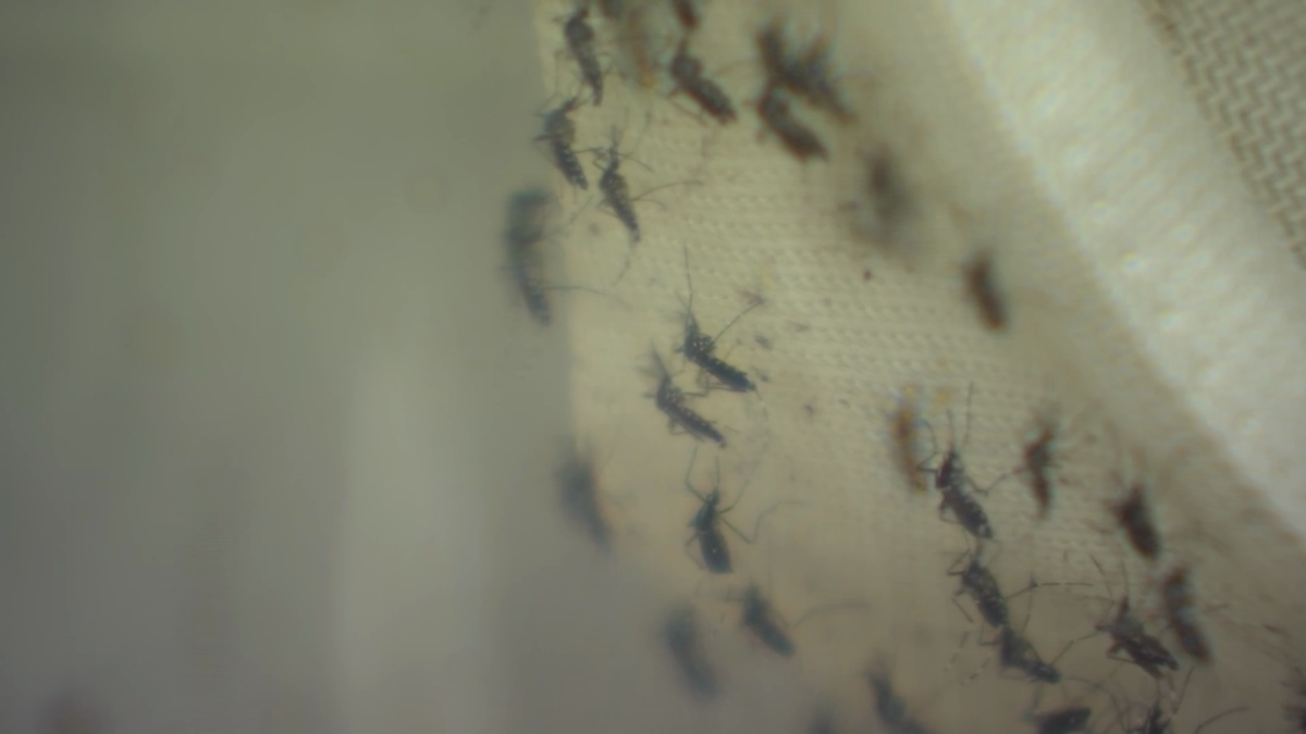 West Nile virus detected in Connecticut mosquitoes