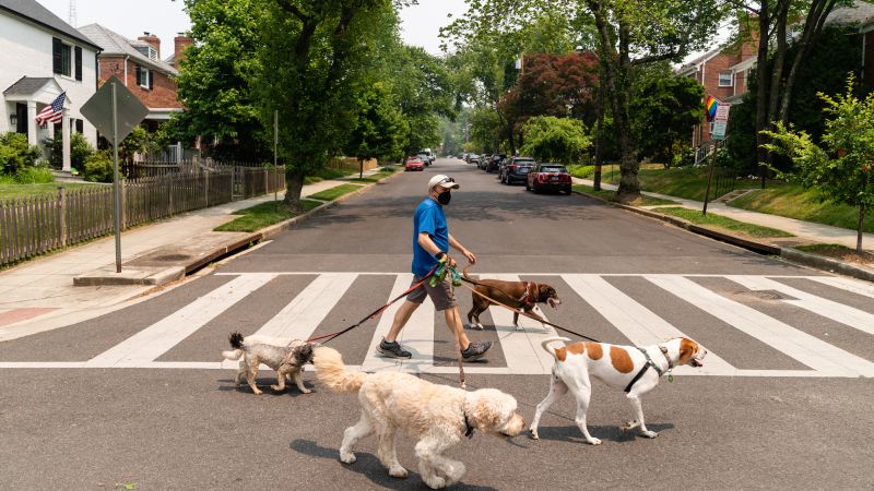 Mysterious Respiratory Illness Sweeps Across US, Puzzling Veterinarians