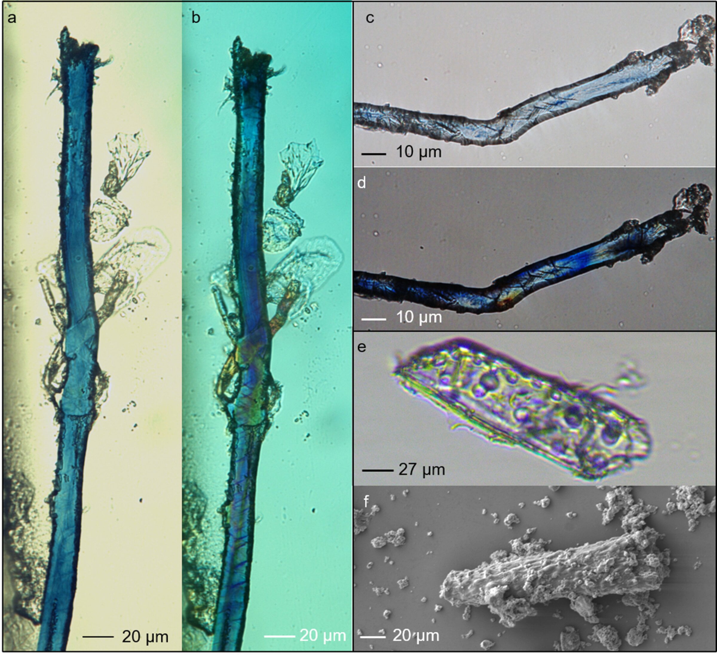 Featured image for 34,000-Year-Old Grinding Tools Reveal Early Use of Indigo Dye by Ancient Humans