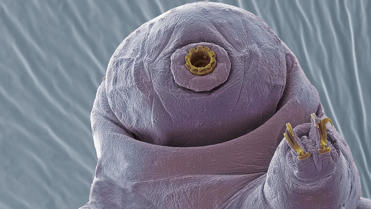 Featured image for "Tardigrade Proteins Slow Human Cell Metabolism: Potential Anti-Aging Elixir?"