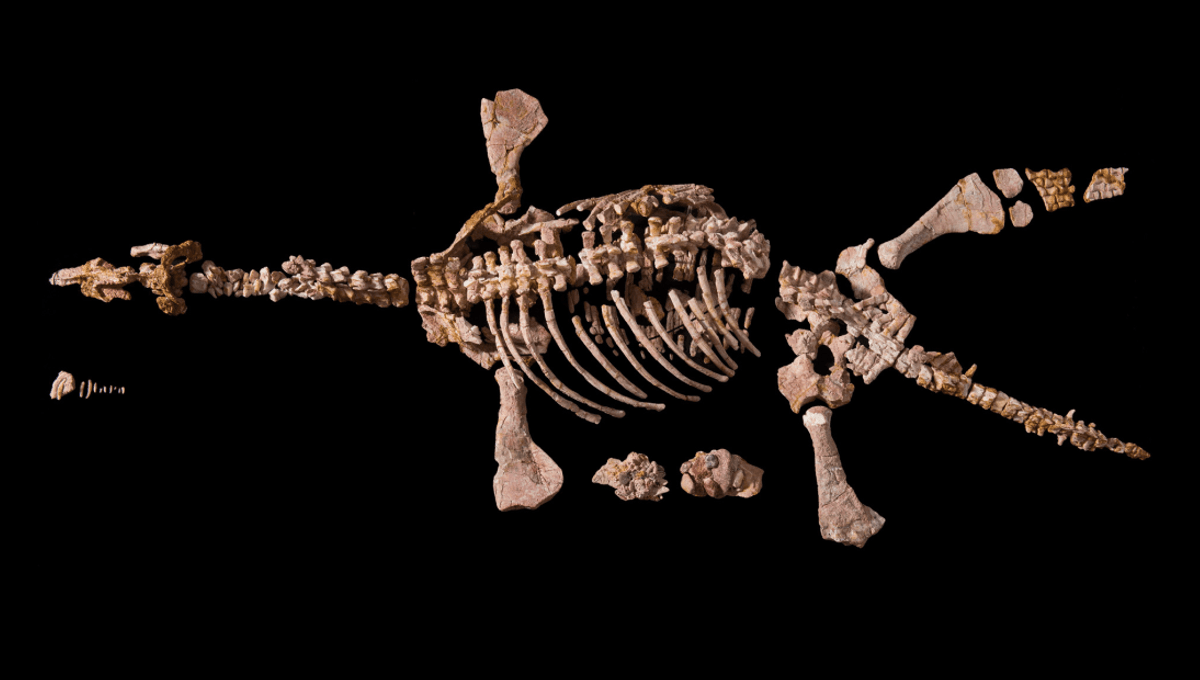 Featured image for Uncovering the Prehistoric Diet of 'Eric' the Opalized Plesiosaur.