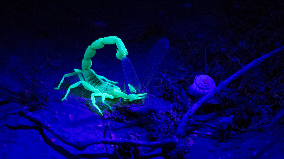 Featured image for "Scorpion Stings Sleeping Man in Testicles at Las Vegas Hotel"