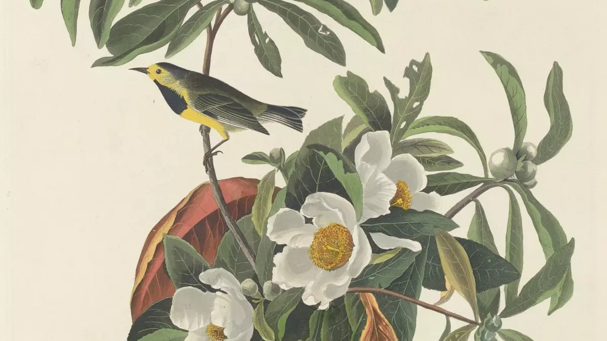 Featured image for "U.S. Fish and Wildlife Service declares 21 species extinct"