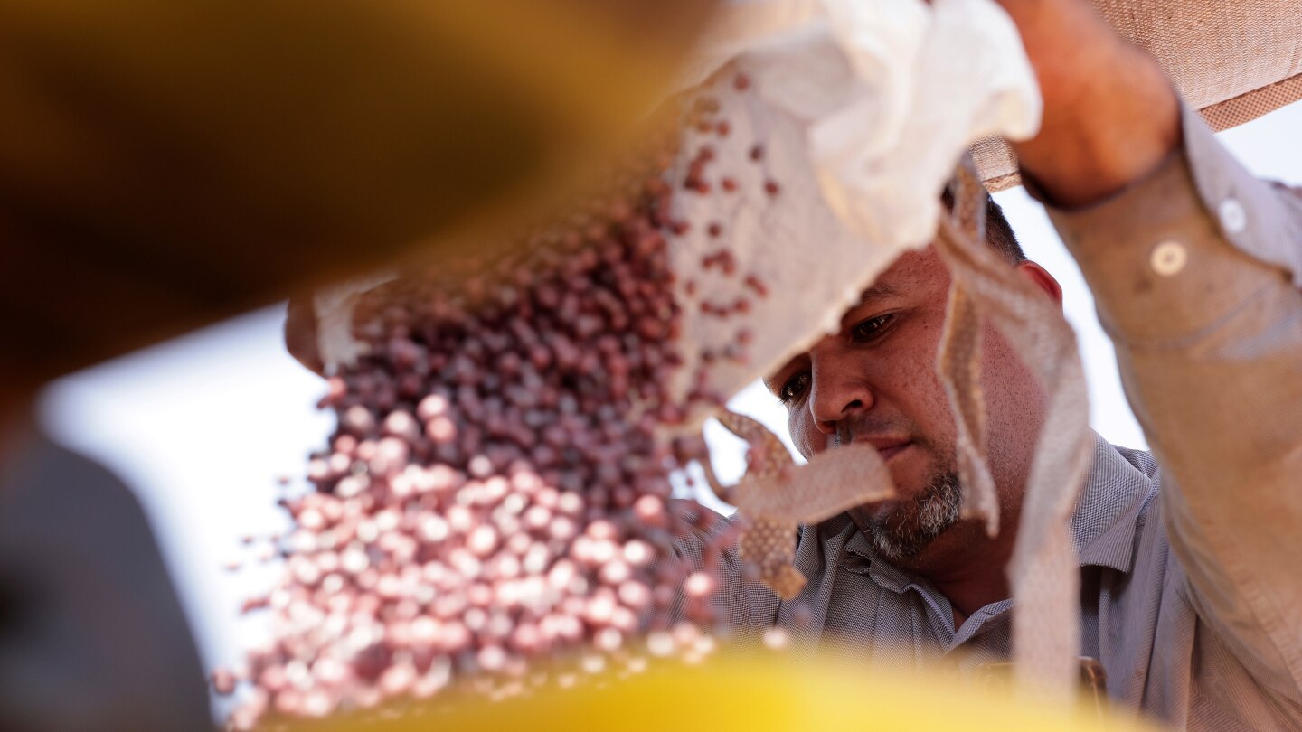 Featured image for Brazilian Farmers Boost Soybean Output Amid US-China Trade Tensions