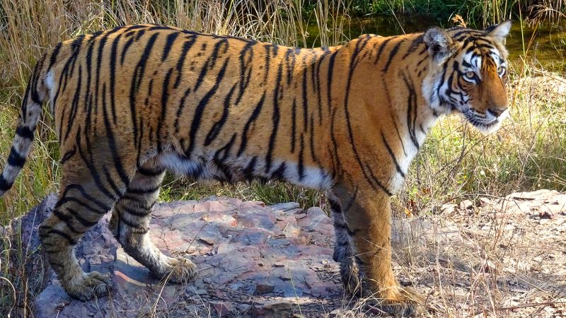 India's Tiger Population Rebounds, Indigenous Demand Land Rights.