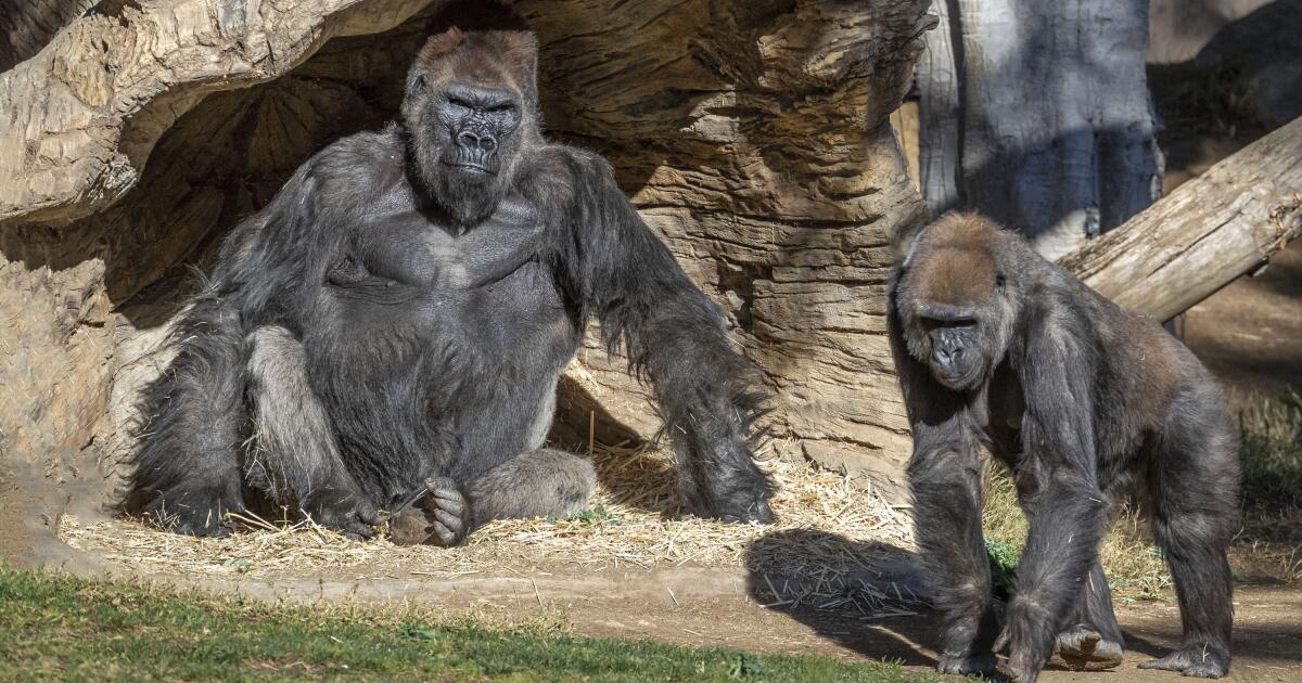 Featured image for Gorilla Shatters Glass at San Diego Zoo in Dramatic Escape