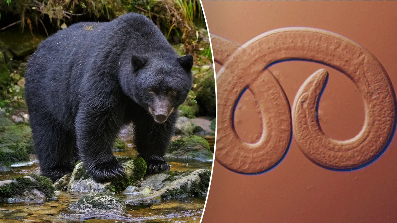 Featured image for Family Reunion Bear Meat Leads to Parasitic Worm Outbreak, CDC Warns