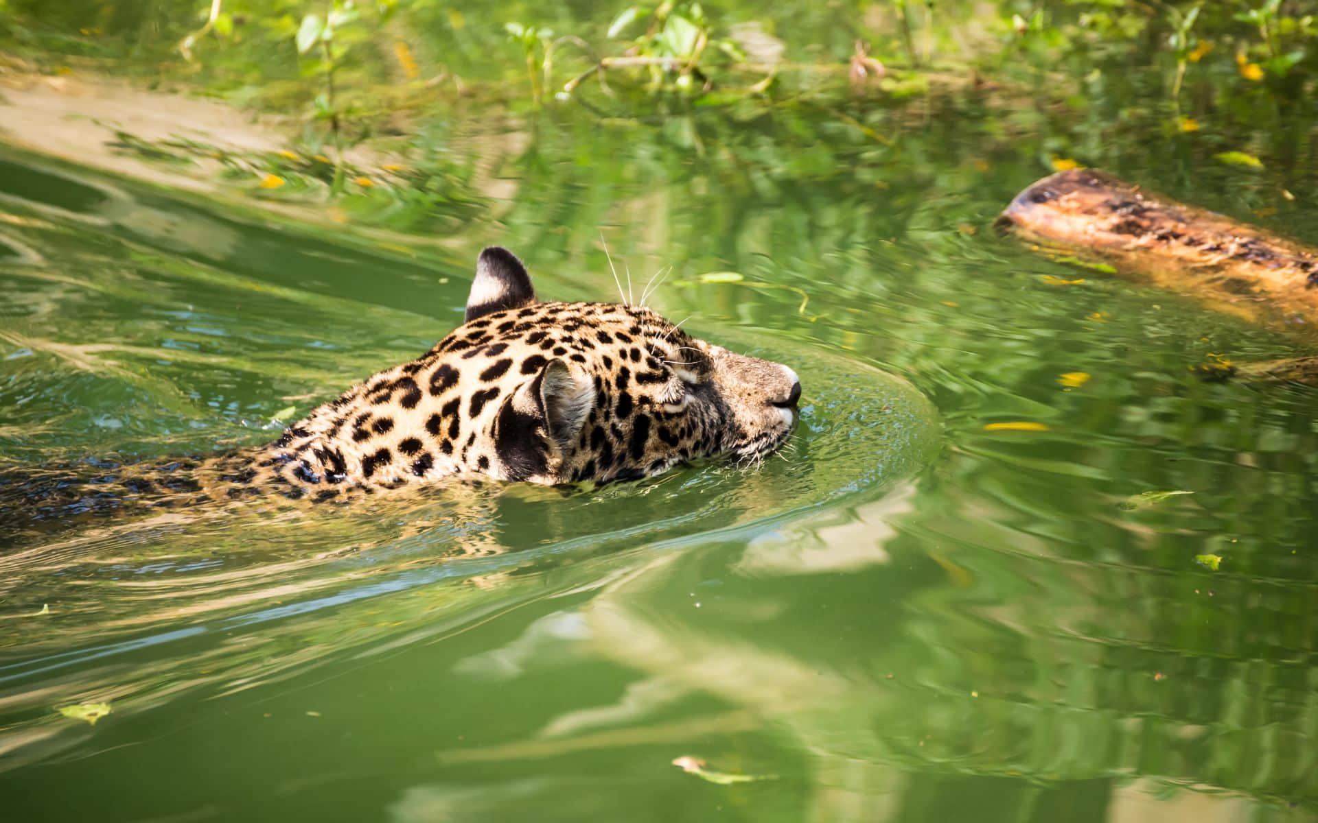 Featured image for Brazilian Jaguar Sets New Record for Longest Swim