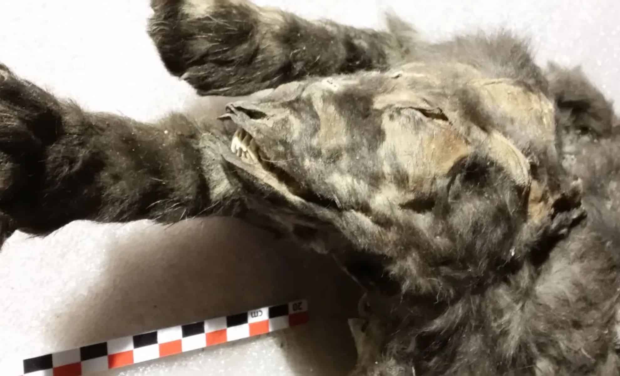 Featured image for 14,000-Year-Old Siberian 'Puppies' Reclassified as Non-Dogs