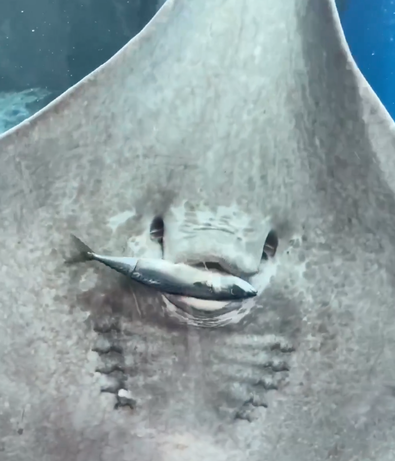 Featured image for Cartoon-like Stingray Steals the Show at Ripley's Aquarium.