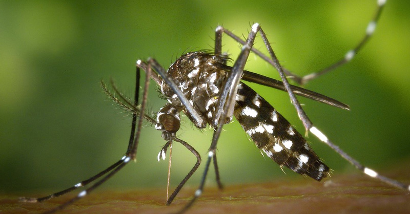 Featured image for West Nile Virus Outbreak Hits Escambia and Mobile Counties