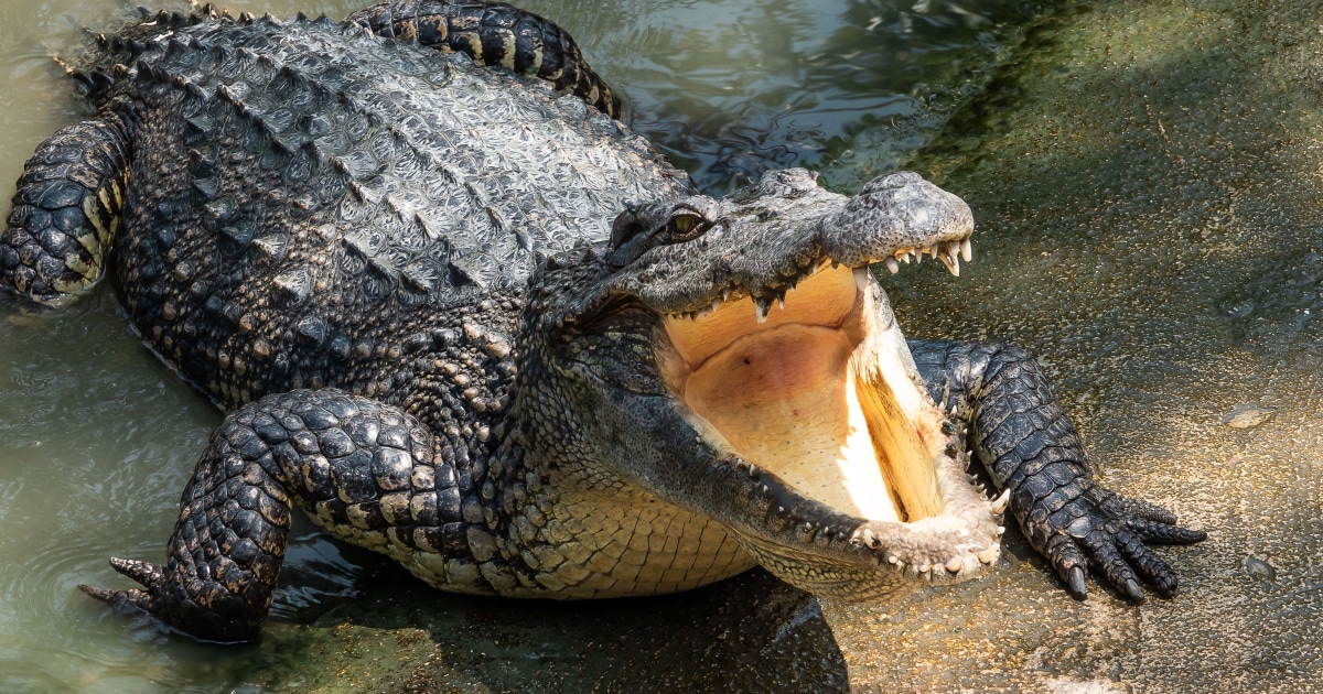 Crocodiles in Australia suspected of consuming missing fisherman's remains