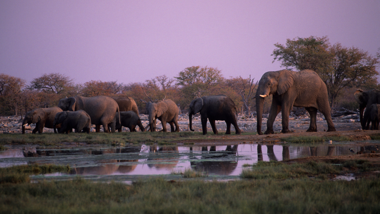 Featured image for Satellites Aid Conservation of Endangered Desert Elephants
