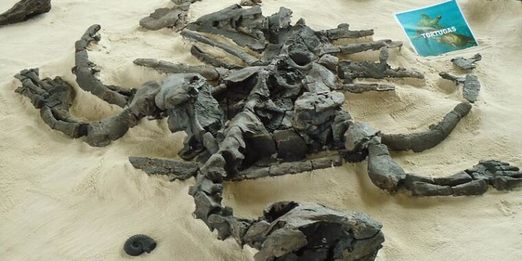 Featured image for Monstrous Ecosystem Discovered in Paja Formation