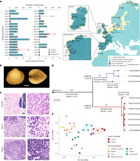 Transmissible Leukemias and Genome Instability in Marine Shellfish