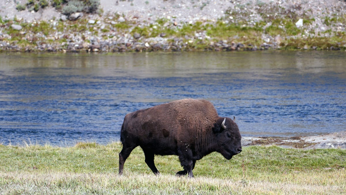 Featured image for 83-Year-Old Woman Seriously Injured by Bison in Yellowstone