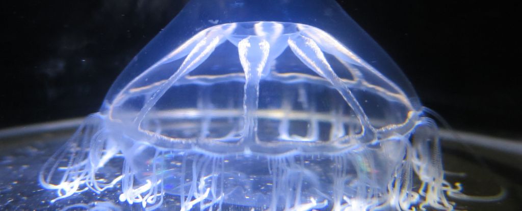 Featured image for Scientists Discover an Ocean Barrier That Jellyfish Avoid