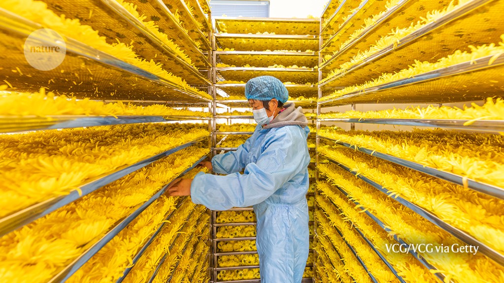 Featured image for "Unveiling the Hidden Dangers: How Plant Poisons Impact Our Everyday Existence"