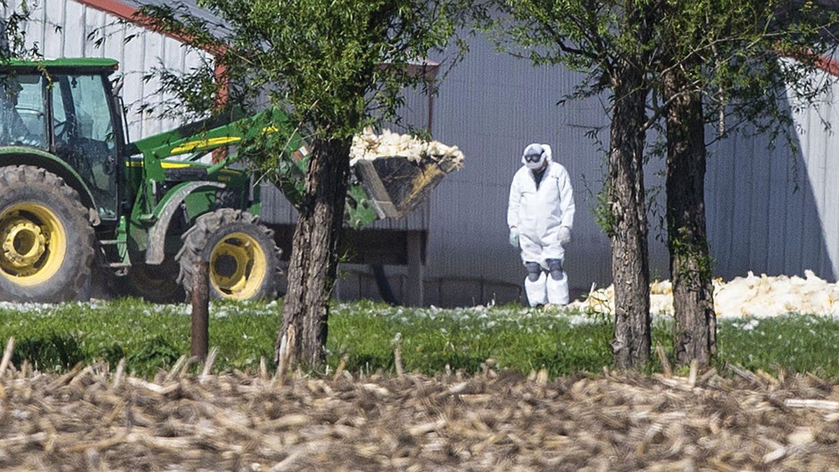 "Massive Bird Flu Outbreak Hits Iowa and Cherokee County, Millions of Poultry Affected"
