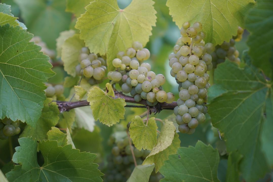 "NASA's Aerial Surveillance Detects Grape Disease in Breakthrough Discovery"