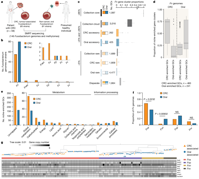 Featured image for New Fusobacterium Nucleatum Clade Found in 50% of Aggressive Colon Cancers