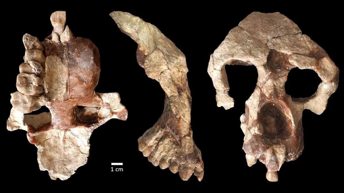 Featured image for Controversial Study Challenges Origins of Human and Ape Ancestors in Africa