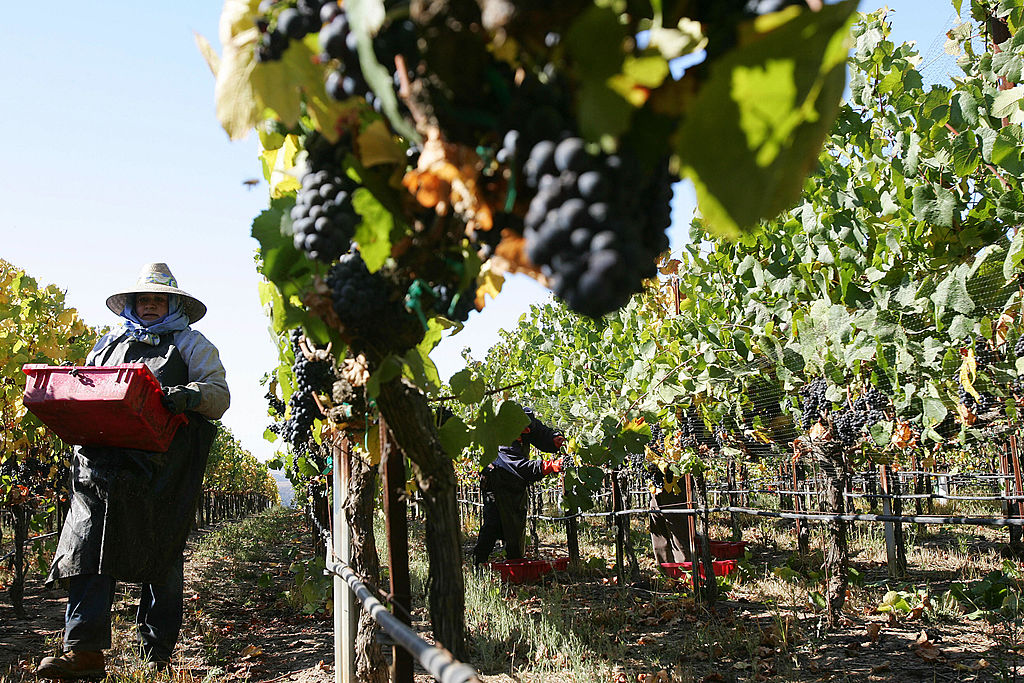 "NASA's Aerial Imaging Detects Hidden Grape Crop Diseases in California"