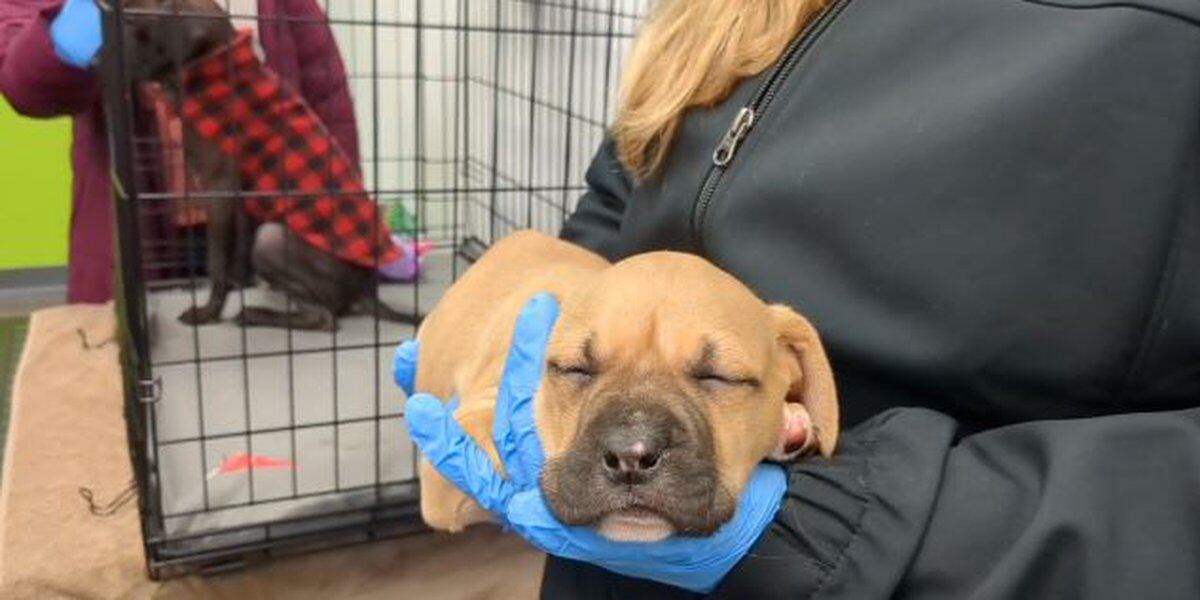 Featured image for Canine Distemper Virus Outbreak Claims Lives of Dogs in Cincinnati Animal Shelters