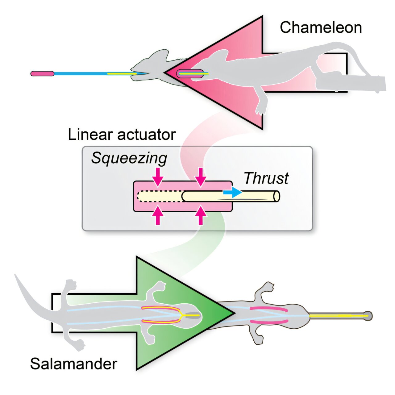 Featured image for Reptile Tongues Inspire Innovations in Medical and Space Technologies