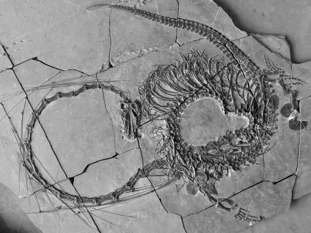 Featured image for "240-Million-Year-Old 'Chinese Dragon' Fossil Unveiled by Scientists"