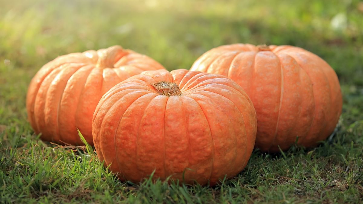 Featured image for Optimal Pumpkin Fertilization: Expert Tips for Timing and Nutrient Balance