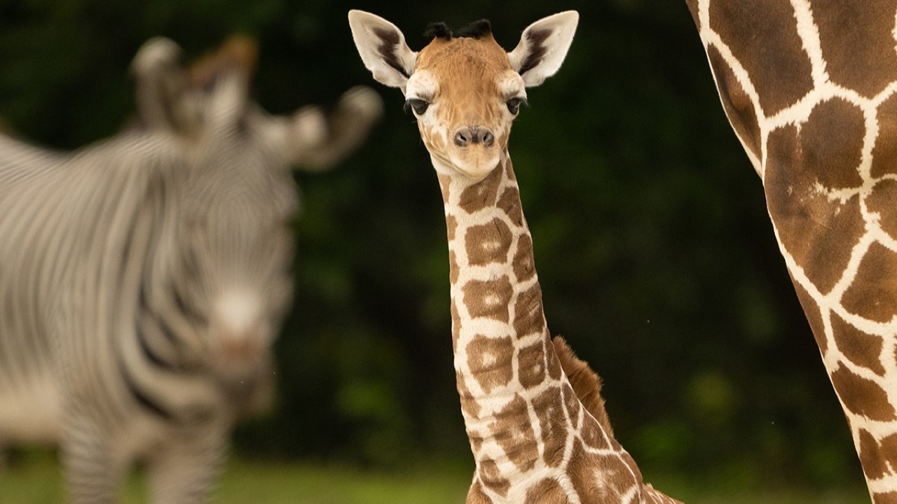 Featured image for "Tragic Loss: Baby Giraffe Dies from Broken Neck at Florida Zoo"