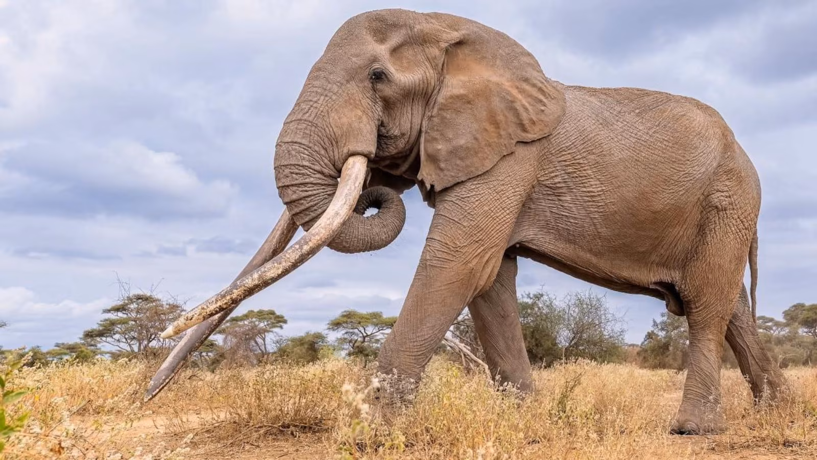 Featured image for Kenya Mourns the Loss of Iconic 'Super Tusker' Elephant Craig at Age 54