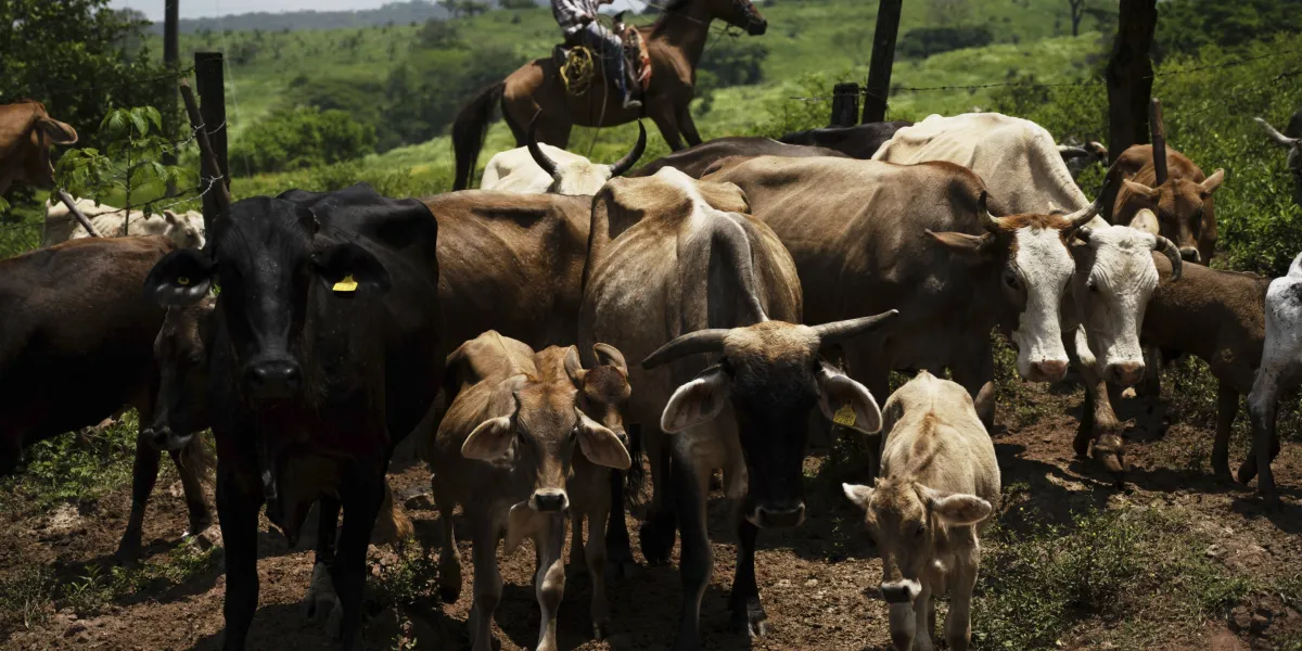 Featured image for Flesh-Eating Parasite Threatens U.S. and Mexico Livestock, Prompting Cross-Border Action