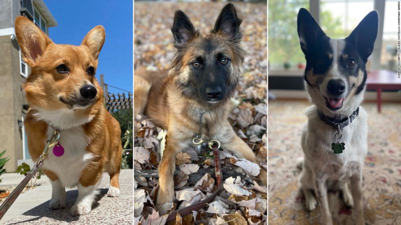 "Tragic Flash Flooding at District Dogs Northeast Claims Lives of 10 Pets, Demands for Accountability Rise"