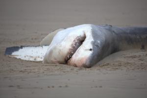 "Rogue Orca's Solo Shark Takedown Signals Shift in Hunting Behavior"