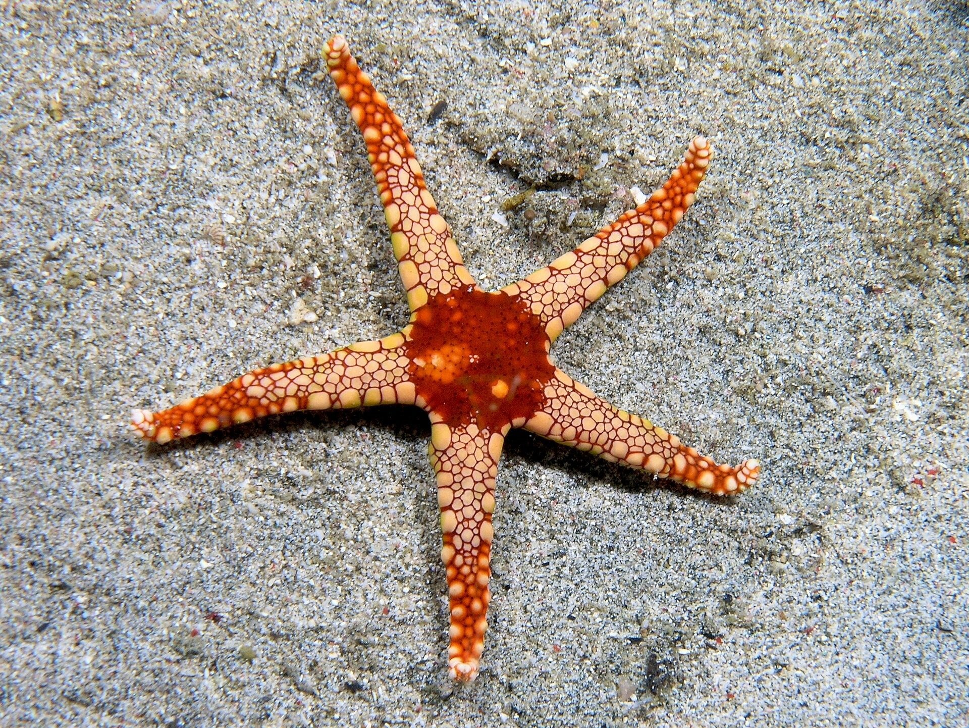 Featured image for "Starfish: Are Their Bodies Just Heads?"