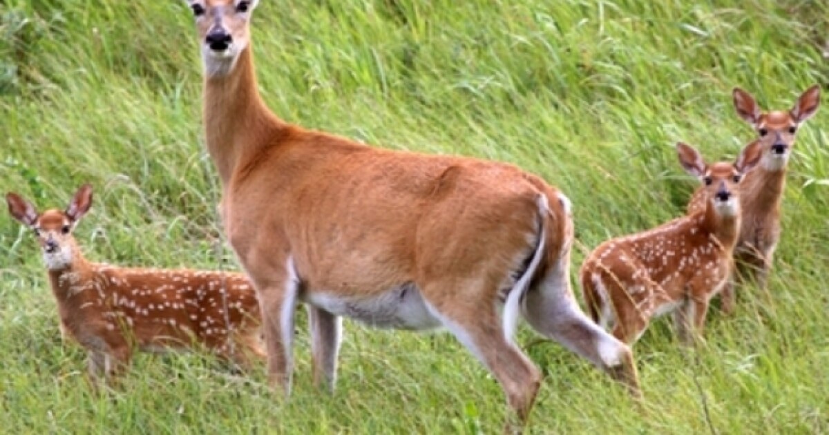 "Chronic Wasting Disease Detected in Wisconsin Shooting Preserve's Deer"
