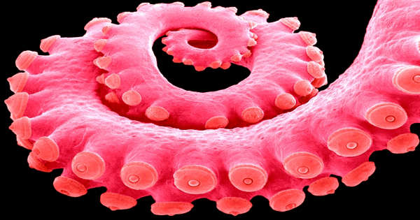 Featured image for Octopus DNA Holds Grave Warning for Antarctica