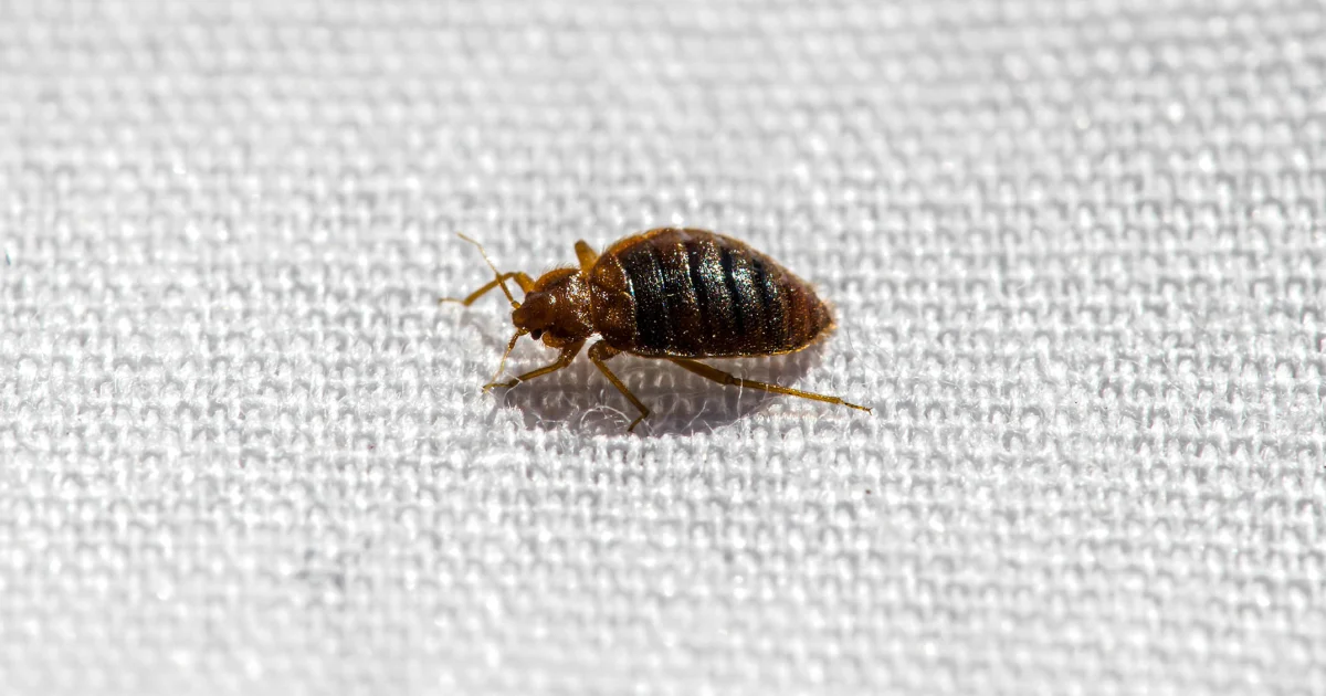 Featured image for Bedbugs: Humanity's earliest urban pest for 60,000 years
