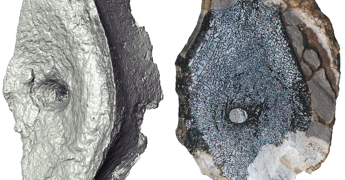 Featured image for Ancient Marine Reptile Fossils Discovered in Arctic